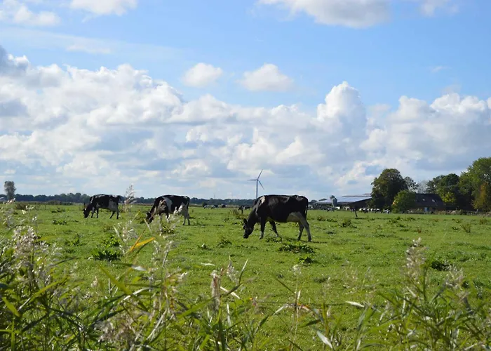 Daire Sonne Schillig